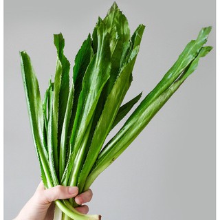 Hạt Giống Ngò Gai