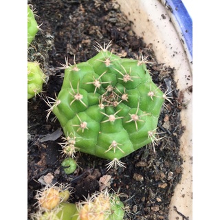 Xương rồng Gymno xanh