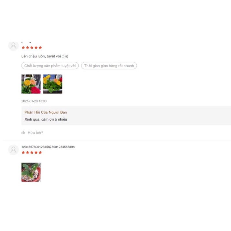 Bầu hoa đồng tiền lùn siêu nụ Hoa ☘️