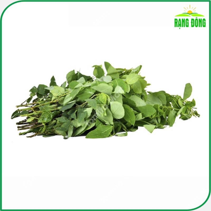 Hạt giống Rau Ngót (Rau Bồ Ngót) Trồng Quanh Năm, Sinh Trưởng Khỏe ( gói 1 gram) - Hạt giống Rạng Đông