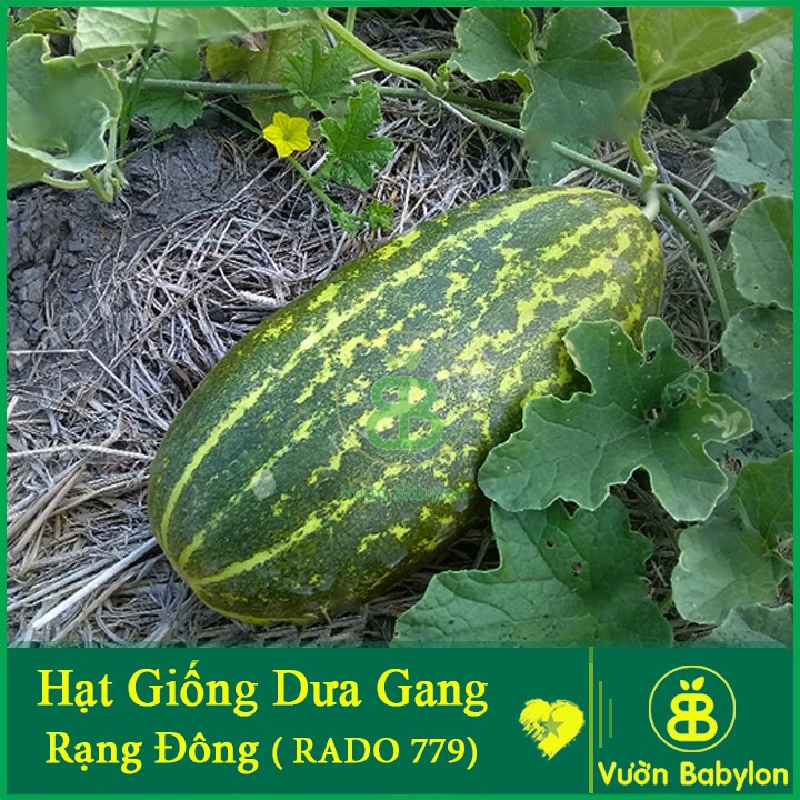 Hạt giống Dưa Gang Cao Sản, Dễ Trồng