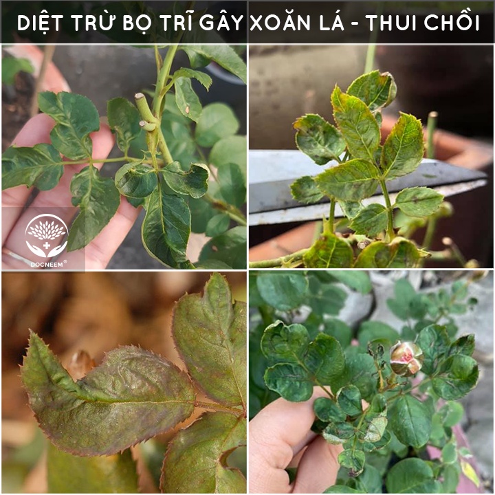 Dầu neem oil DOCNEEM hữu cơ phòng trị sâu bệnh hoa hồng, phong lan, cây cảnh, nguyên chất ép lạnh, hàng chính hãng 50ml