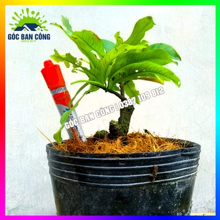 Cây Mai Đại Lộc Gốc Quái Mini