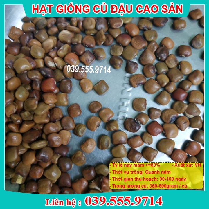 HẠT GIỐNG CỦ ĐẬU Giống Tốt Giá Rẻ