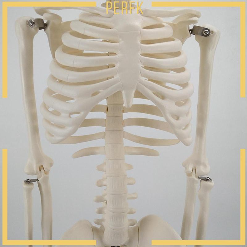 Mô Hình Bộ Xương 85cm Dùng Dạy Học