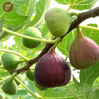 HẠT GIỐNG CÂY SUNG MỸ