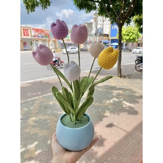 Chậu hoa tulip