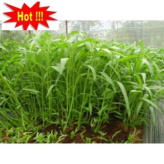 Giống rau muống (100g)