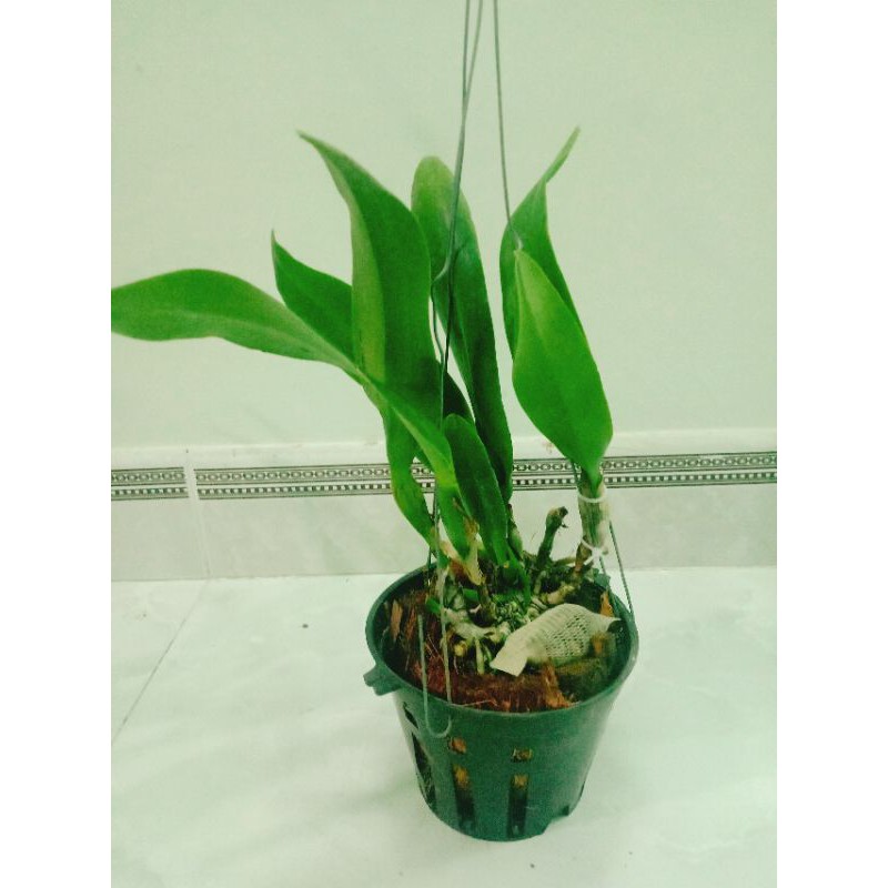 Cây lan cattleya cây trưởng thành