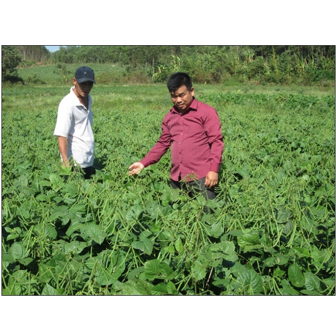 Growmore Bloom Plus 10-55-10 100gram Phân bón lá bổ sung Lân giúp cây ra rễ mạnh