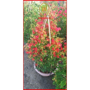 Siêu ra hoa Mai vàng Nutrilux super flower gói 100g phân hóa mầm hoa phun trước giai đoạn cây chuẩn bị ra hoa