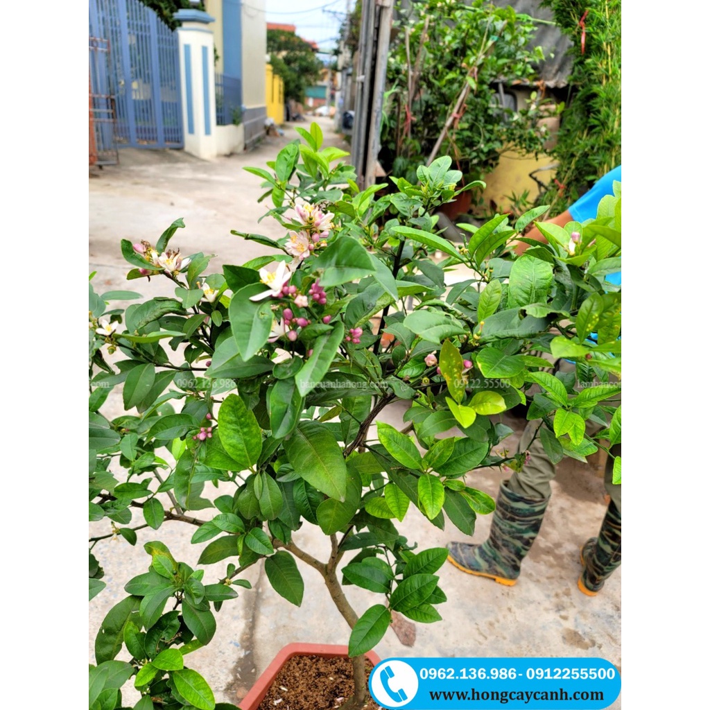 Cây Chanh Ta II Cây Ăn Quả