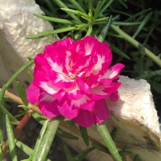 0,5kg hoa 10h màu trắng pha tím