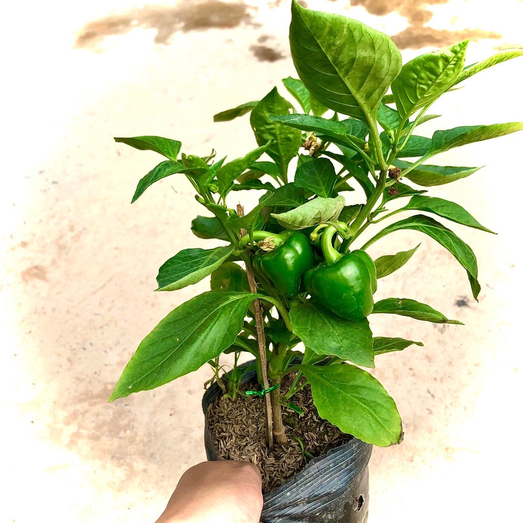 Cây Ớt ngọt - Ớt chuông- Ớt Đà Lạt - Ớt xào thịt - THẾ GIỚI HOA CÂY CẢNH -  đang hoa và quả .