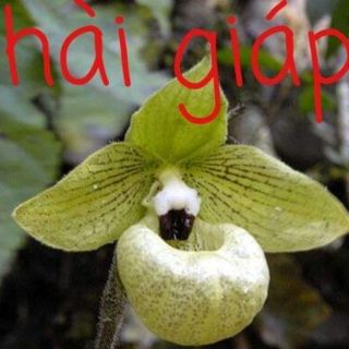 Hài Giáp