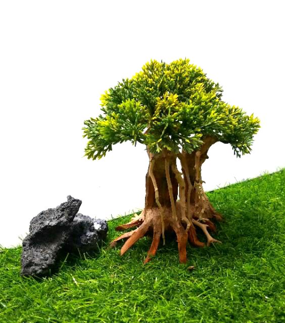 Lũa bon sai Tùng Mẫu tử