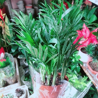 Cây cau tiểu trâm