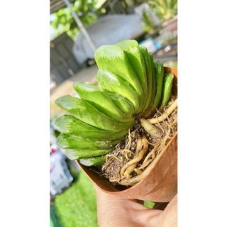Sen Đá Haworthia Truncata