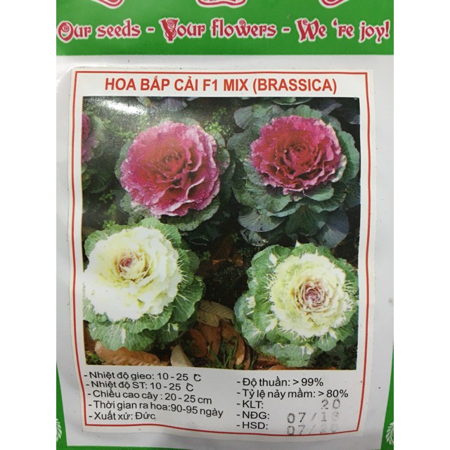 --- Hạt Giống Hoa Cải Bắp Mix chất, giá rẻ.