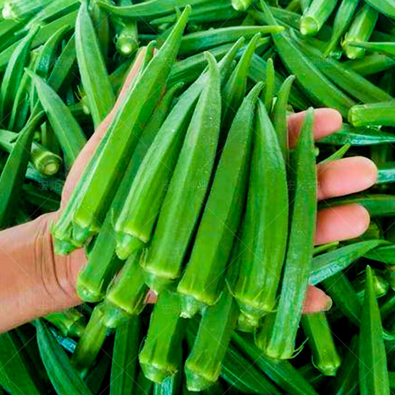 Hạt Giống Đậu Bắp Trái Xanh PN 68 Siêu Trái Cao Sản Phú Nông- Gói 10gr