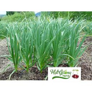 100 Hạt giống rau hẹ ta LINH NGOC