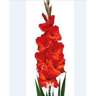 combo 10 củ giống hoa lay ơn đỏ
