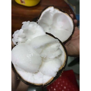 Dừa giống sáp đặc Vườn ươm Thảo nguyên, Freeship Extra