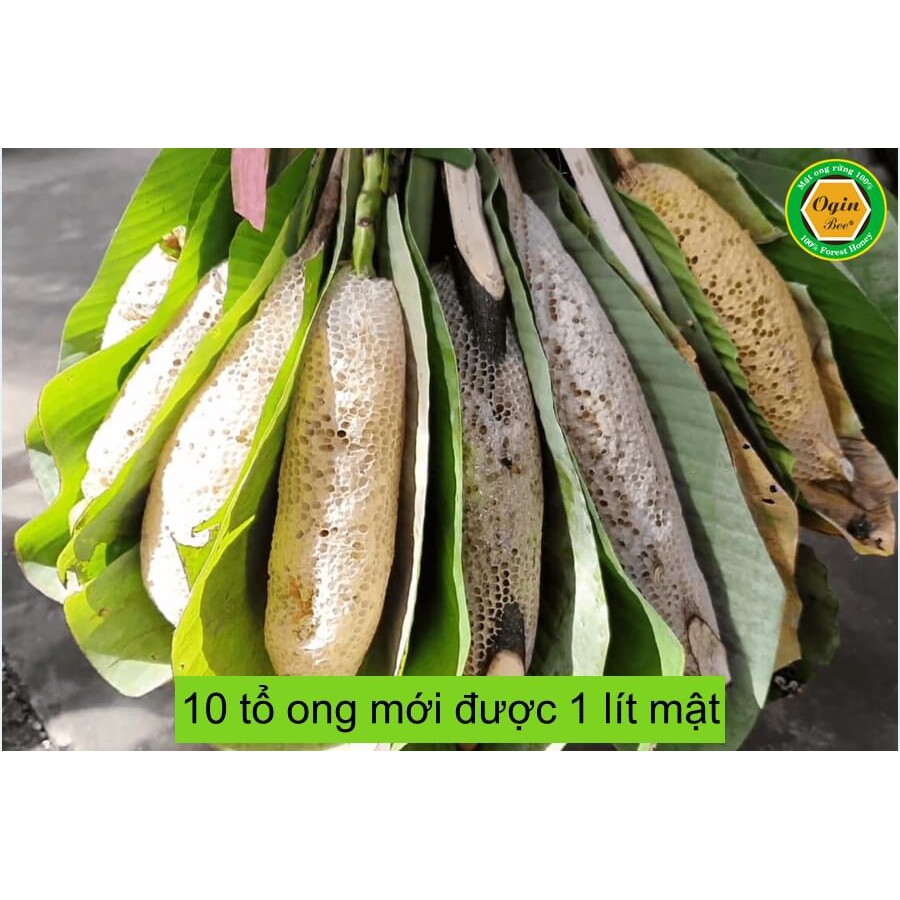 Mật ong ruồi quý hiếm, Khai thác CHUẨN THIÊN NHIÊN 100%, Chai thủy tinh 500ml, OGINBEE