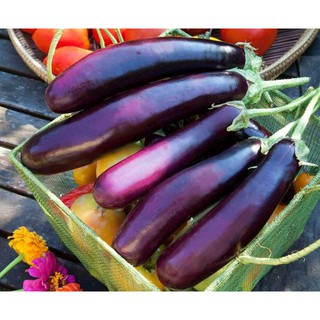 Hạt Giống Cà Tím Dễ Trồng, Năng Suất Cao