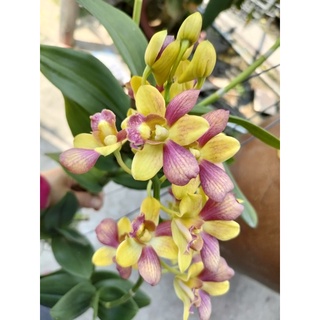 Hoa lan Denro nắng Siam cây trưởng thành chậu phi 12