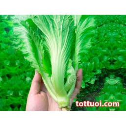 (Gói 20 Gram )Hạt Giống Rau Cải Bẹ Xanh Dễ trồng &amp;Năng suất cao-Tổng kho hạt giống giá rẻ