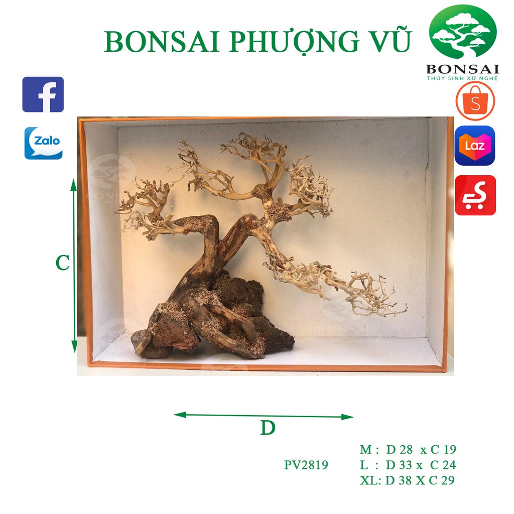 Bonsai mini bể cá thủy sinh, bể văn phòng Thế Phượng Vũ