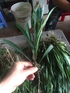 Thạch thảo kép com bo 200 cây