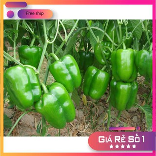 Hạt giống Ớt Ngọt F1 (0.1g)