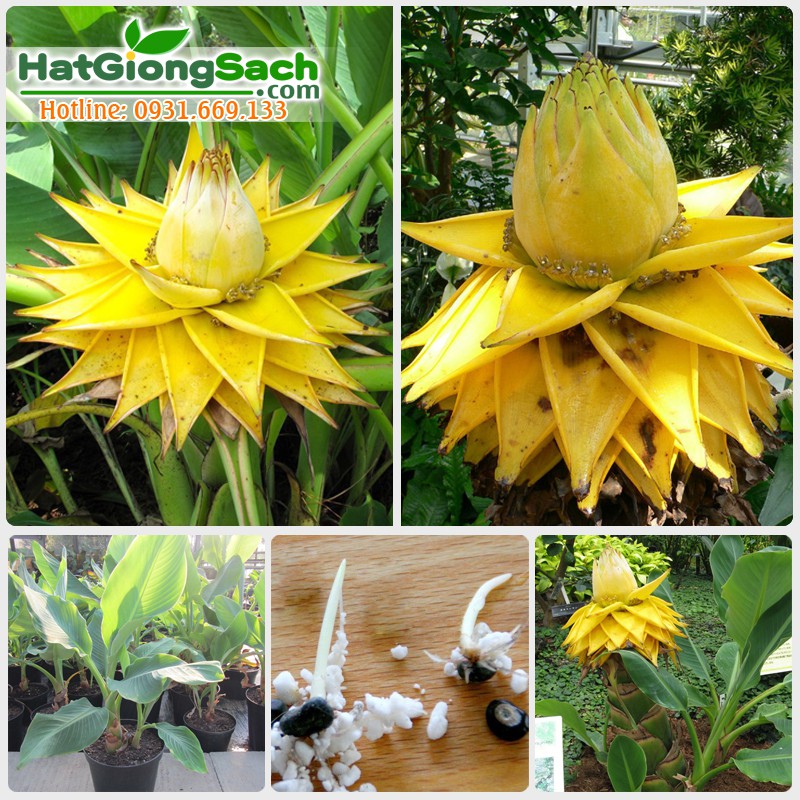Hạt giống chuối tài lộc (chuối sen), hoa có màu vàng, hình dạng giống với hoa sen, hoa rất bền, gói 1 hạt