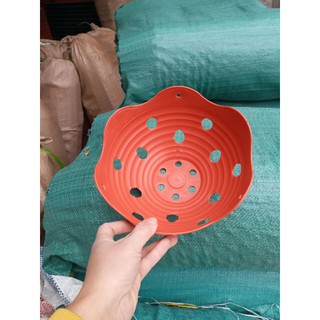 Chậu trồng lan phi 20cmx10cm