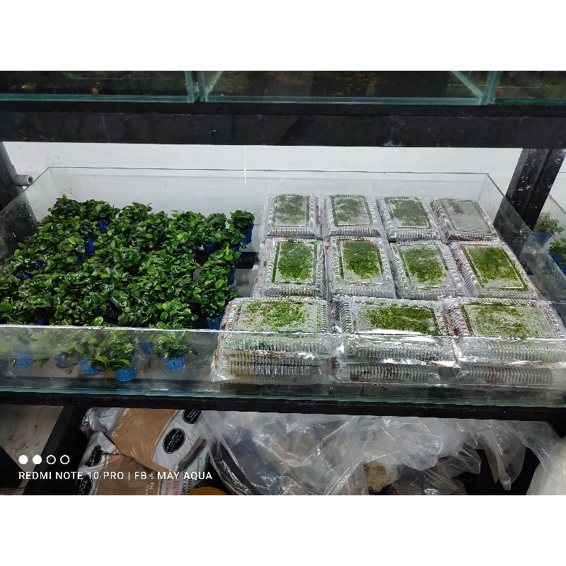 Rêu mini fiss lá nước 1 hộp 5 tấc 5 lớp- Rêu mini fiss trả nền bể thủy sinh
