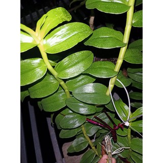 ki phi điệp bản lá đẹp