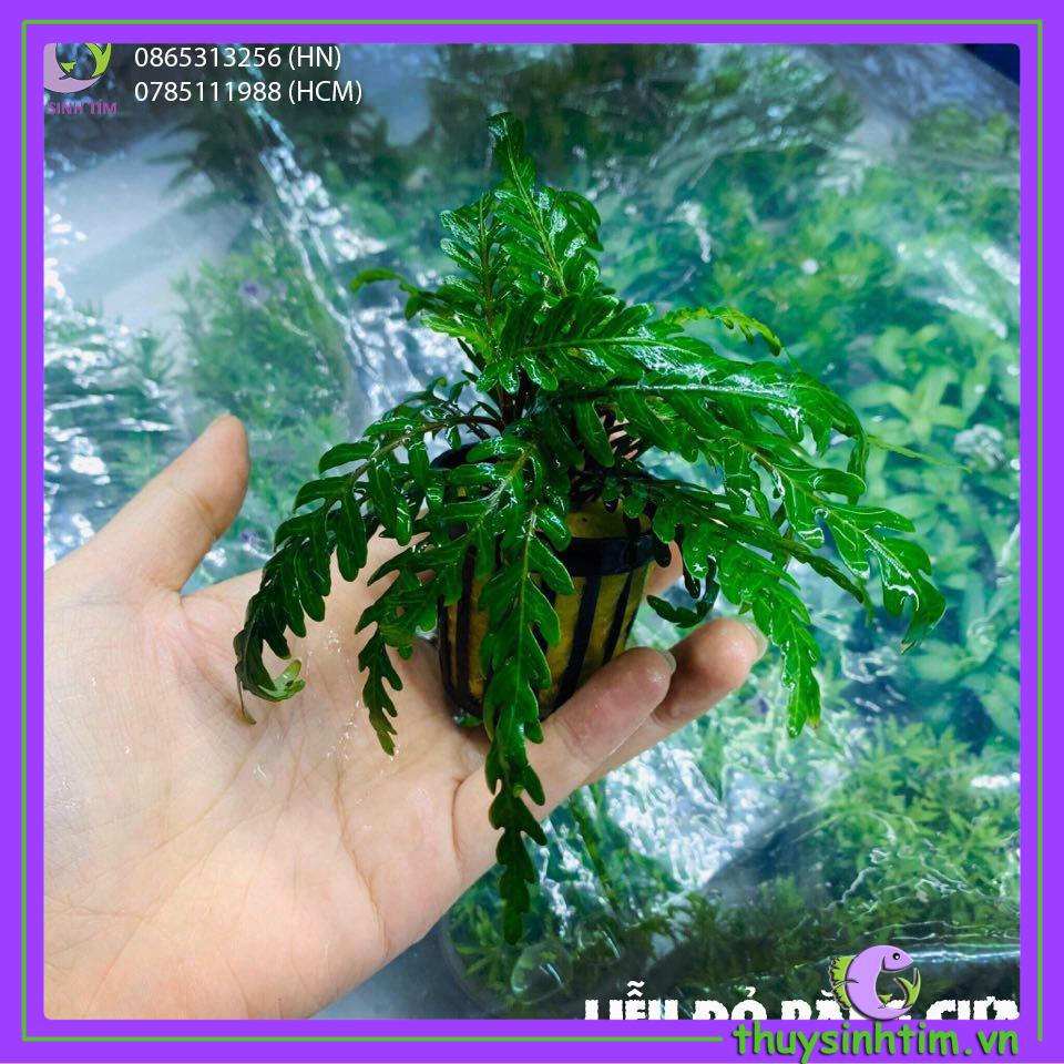 Liễu Đỏ Răng Cưa [Cây Thủy Sinh]
