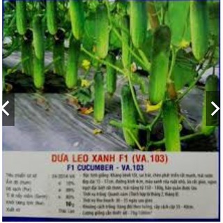 HẠT GIỐNG DƯA LEO XANH F1 VA103