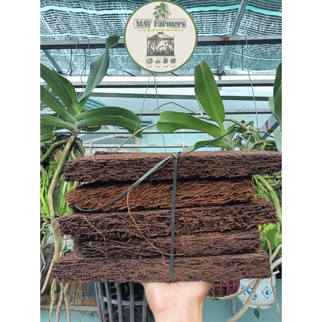☘️ Dớn Bảng 10x30cm - Ghép Hoa Lan - Cây Cảnh.