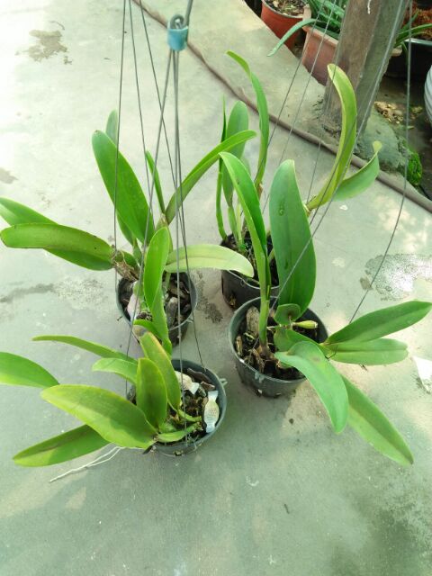 Hoa lan cattlaya cây thuần vườn