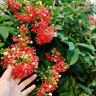 Cây Sử Quân Tử ( loại leo )