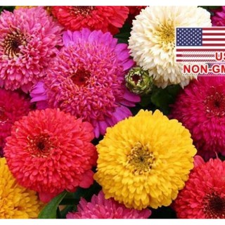 Hạt giống hoa cúc lá nhám kép