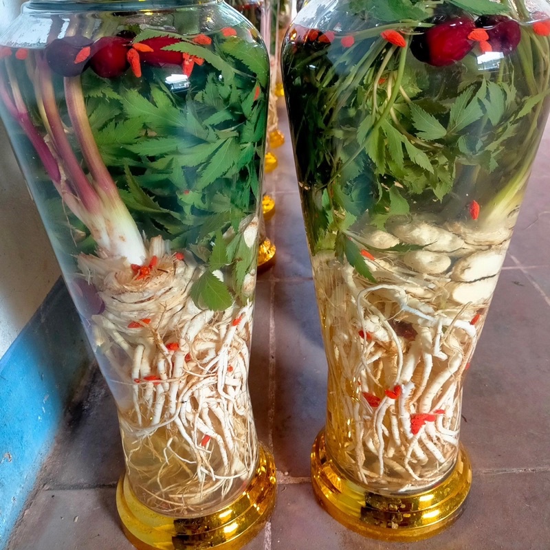 1kg Sâm Đương Quy tươi Lai châu