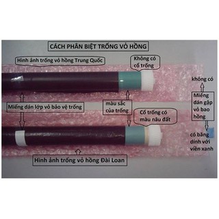 Trống bao hồng 92a
