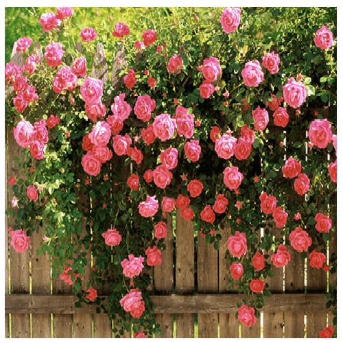 Hoa hông leo Mon Coeur rose +Tặng 02 cây nhót ngọt