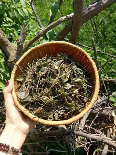 Lá tắm dân tộc Dao đỏ Sa Pa 1kg