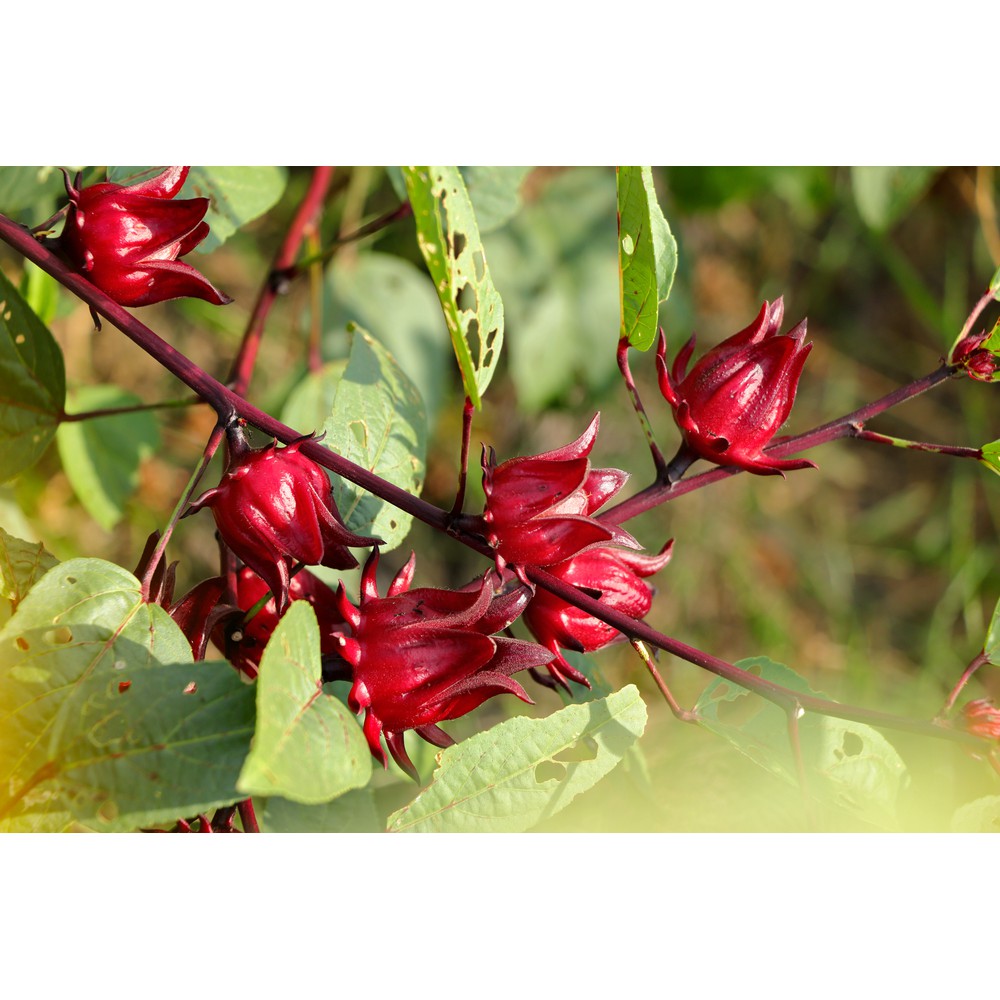 Trà Atiso đỏ (Hibiscus) giúp giảm cân, hạ huyết áp, ngủ ngon