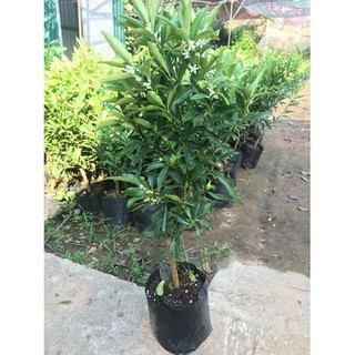 CÂY QUẤT NGỌT Sẵn quả sẵn trồng có trái ăn luôn